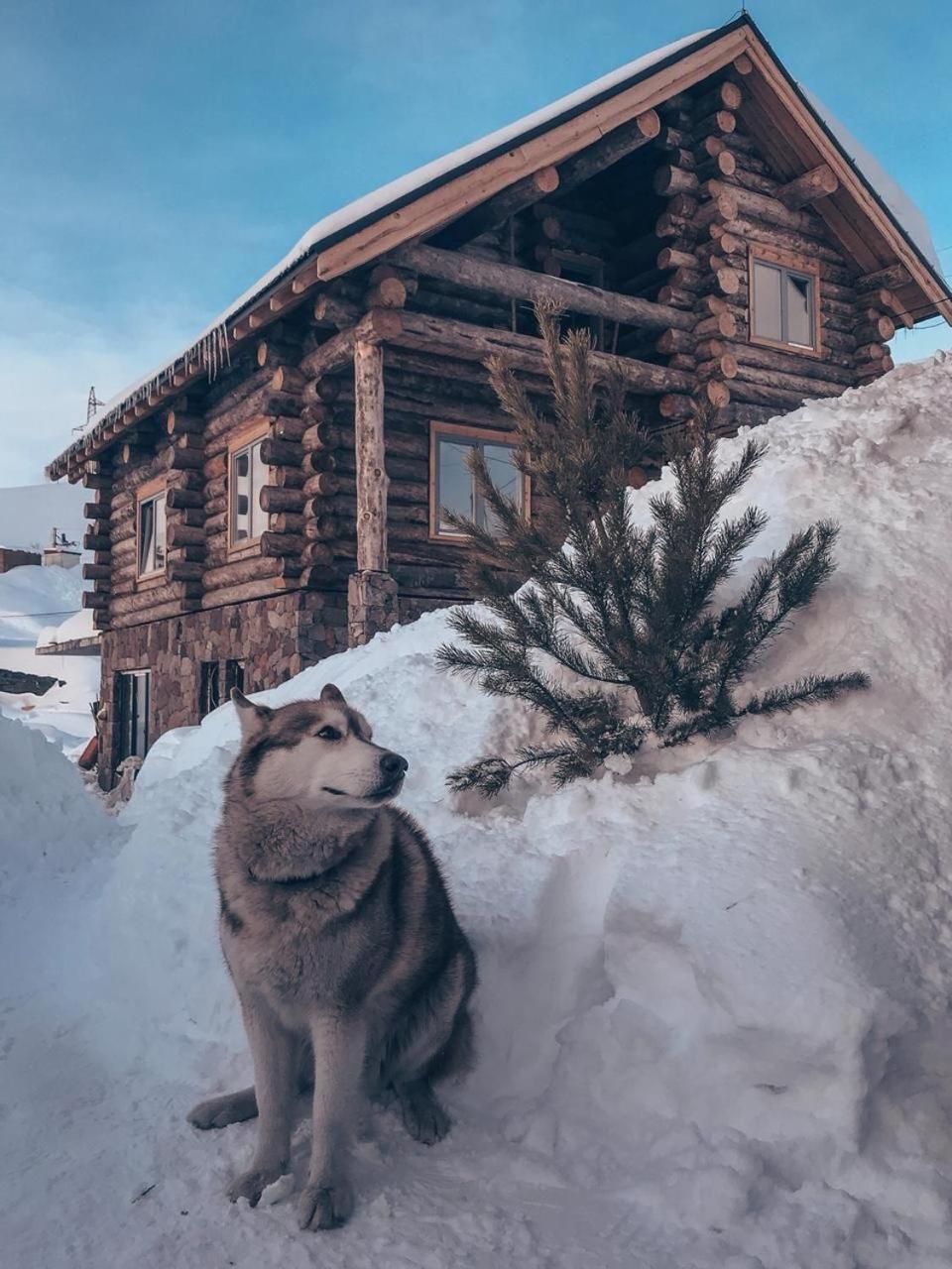 Mountain Cricket Chalets&Apartments Goudaouri Extérieur photo